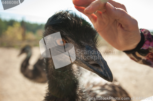 Image of Ostrich and female hands