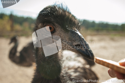 Image of Ostrich and female hands