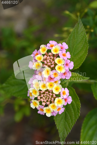 Image of Shrub verbena flower