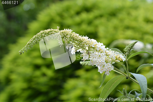 Image of White butterfly-bush