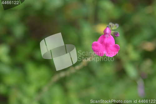 Image of Baby sage Pink Blush