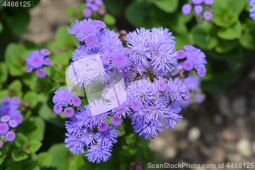 Image of Floss Flower