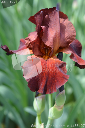 Image of Tall bearded iris Spartan