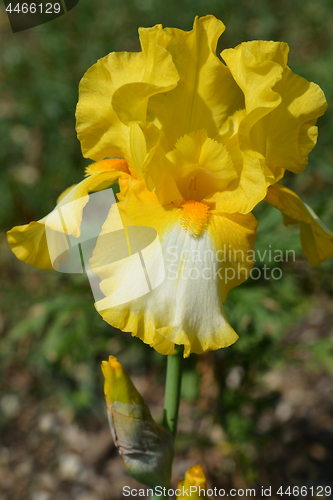 Image of Tall bearded iris Fringe of gold