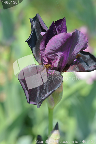 Image of Tall bearded iris Sable night