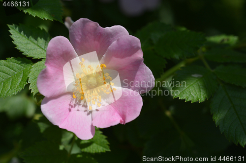 Image of Dog rose