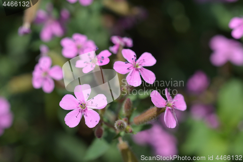 Image of Rock soapwort