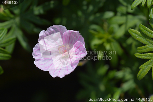 Image of Bloody Cranesbill