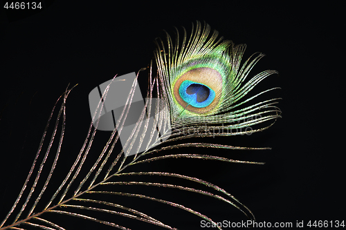 Image of Peacock feather