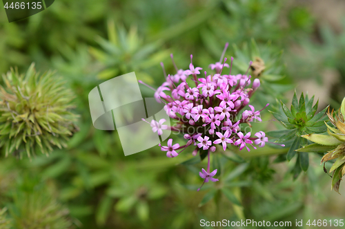 Image of Caucasian crosswort