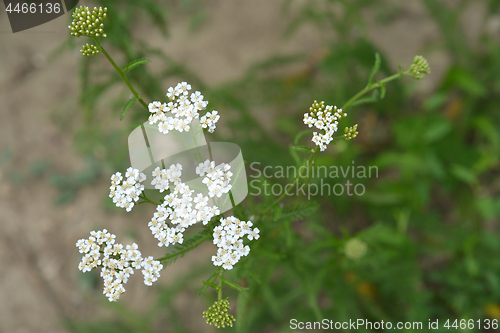 Image of Common yarrow