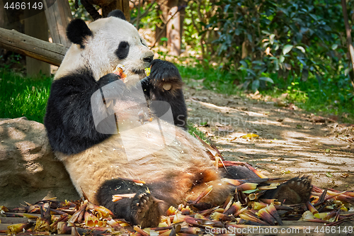 Image of Giant panda bear in China