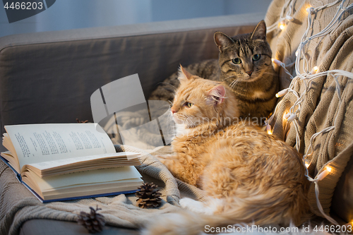 Image of two cats lying on sofa with book at home