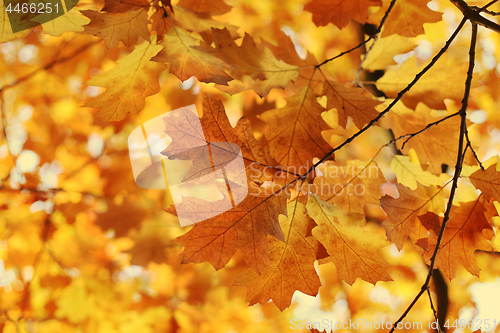 Image of Beautiful autumn branch 