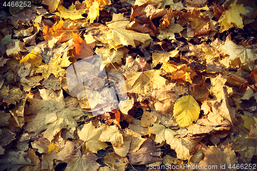 Image of Background of colorful autumn leaves 