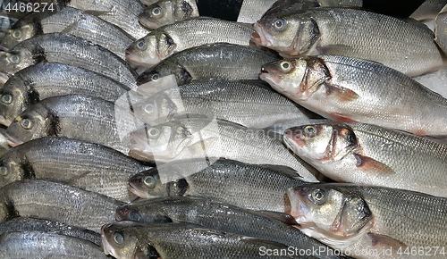 Image of Fresh fish on ice for sale in market