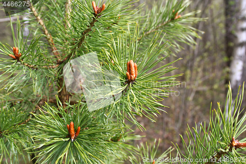 Image of Branches of coniferous tree 