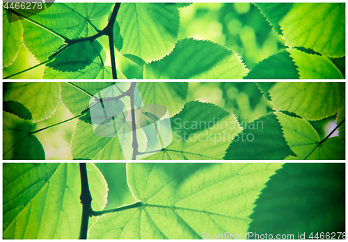 Image of Abstract green collage from fresh leaves