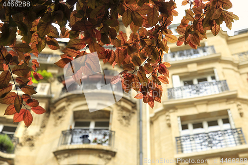 Image of Beautiful branches of spring tree against facade of a typical ol