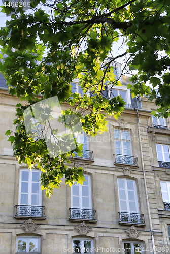 Image of Branches of spring tree against facade of a typical old building