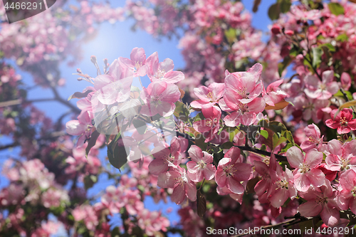 Image of Branches of spring apple tree with beautiful pink flowers