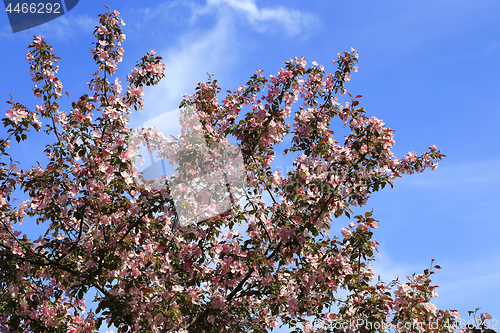 Image of Branches of beautiful spring tree 