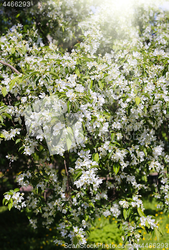 Image of Branches of spring tree with beautiful white flowers 