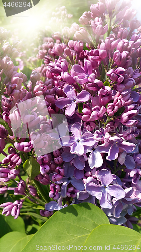 Image of Beautiful flowering spring branch of lilac with sunlight