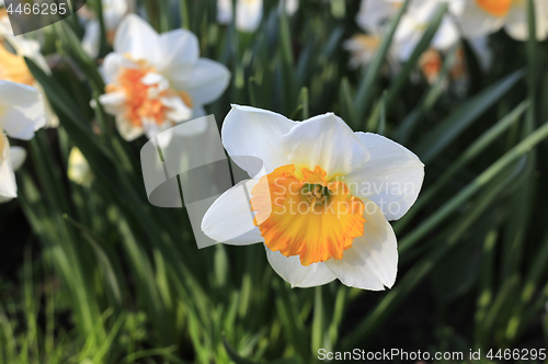 Image of Beautiful white flower of Narcissus
