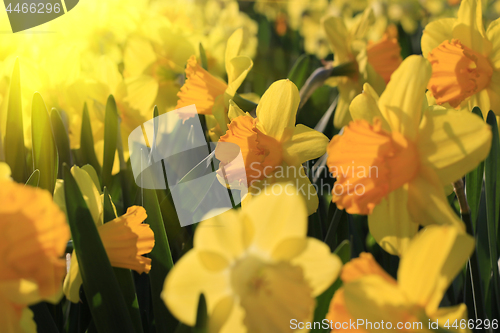 Image of Beautiful yellow flowers of spring Narcissus in sunlight