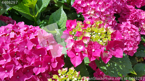 Image of Close-up of beautiful bright flowers of Hydrangea