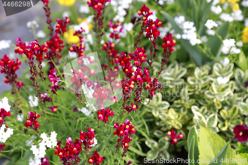 Image of Beautiful bright flowers 