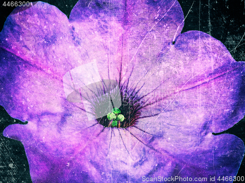 Image of Abstract scratches old film effect background with petunia flowe