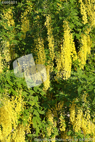 Image of Beautiful bright yellow flowers of wisteria 