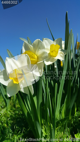 Image of Beautiful fresh Daffodil flowers (Narcissus) 