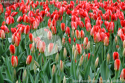 Image of Close-up of beautiful red tulips 