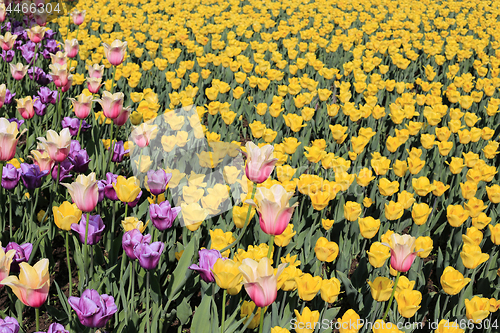 Image of Beautiful natural spring background with colorful tulips