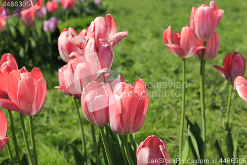 Image of Beautiful bright pink tulips