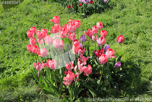 Image of Beautiful bright pink tulips on a green lawn 