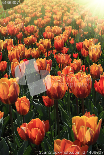Image of Beautiful bright spring tulips glowing in sunlight