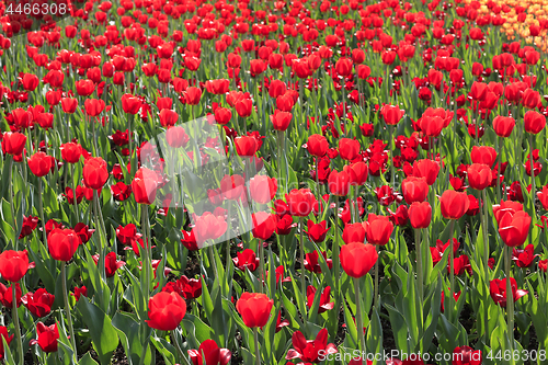 Image of Beautiful red tulips glowing on sunlight