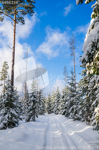 Image of The road through the beautiful coniferous snowy forest