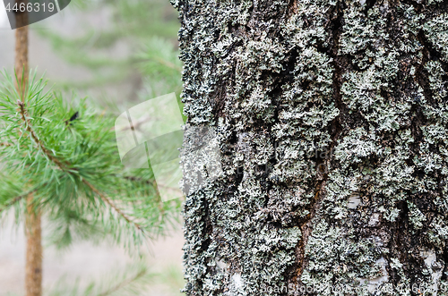 Image of The trunk of an old moss-covered pine tree, a natural background