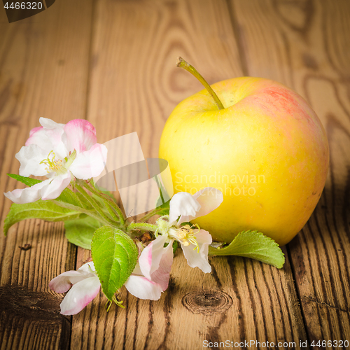 Image of Ripe apple and blossoming branch of an apple-tree on a wooden su