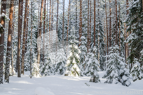 Image of Firs and pines in the forest after snowfall