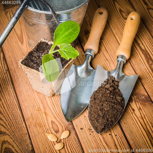 Image of Seedlings zucchini and garden tools on a wooden surface