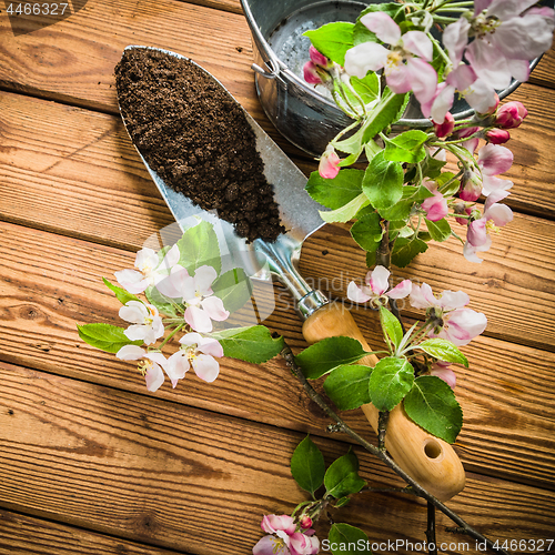 Image of Branch of blossoming apple and garden tools on a wooden surface,