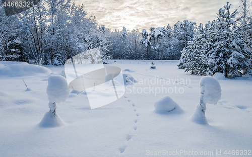 Image of Snow-covered landscape in the countryside. Viitna, Estonia