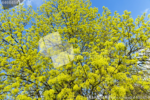 Image of flowering maple tree