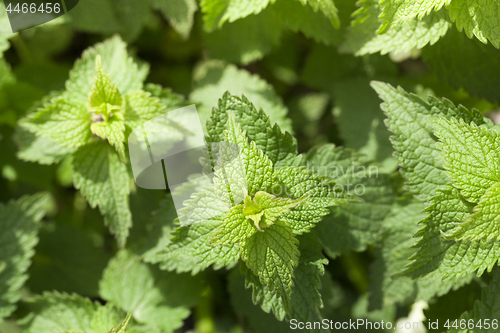 Image of Young green nettle